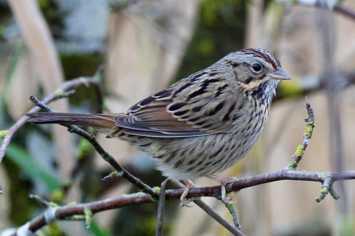 strnadec pruhohlavý - ML645925327