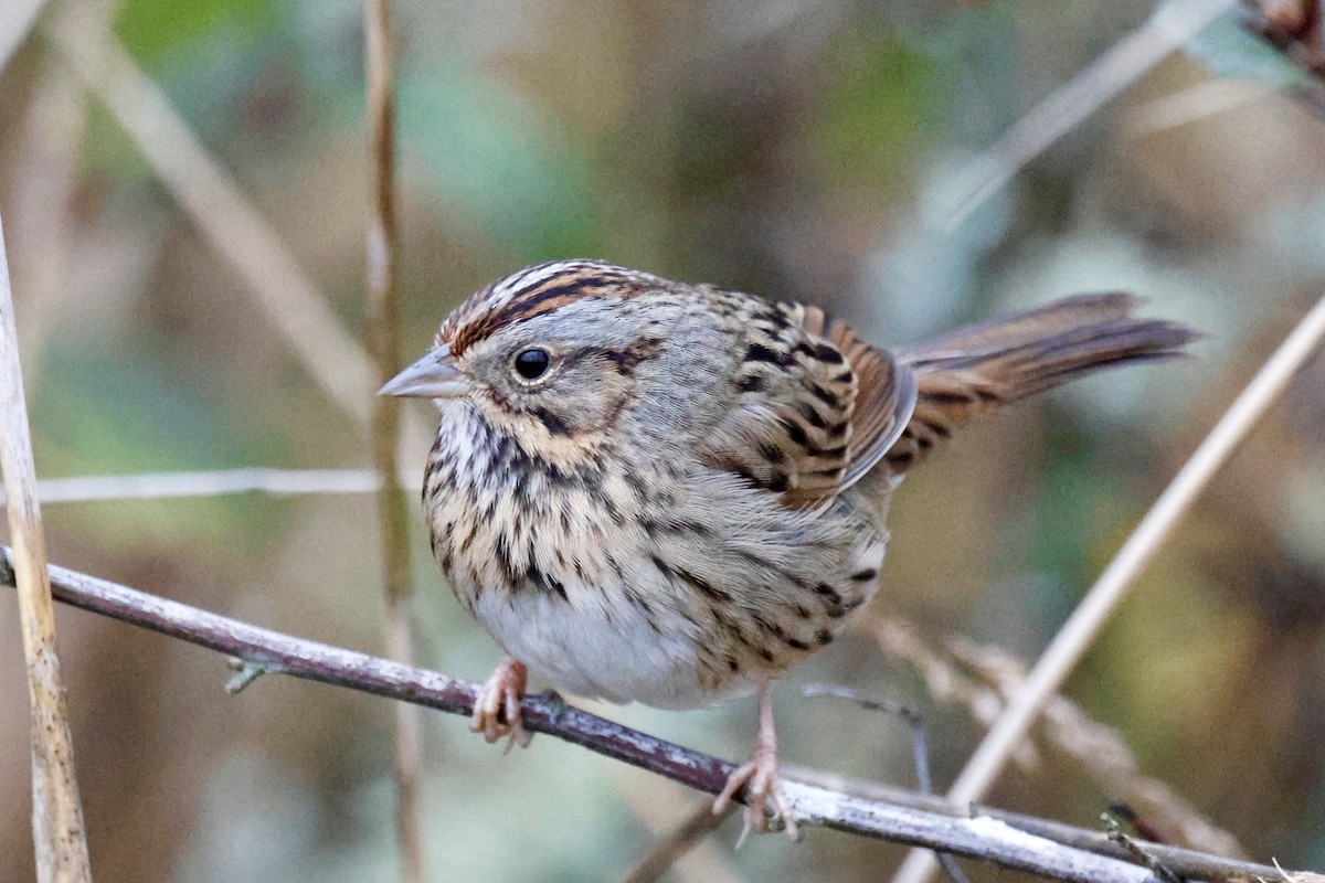 strnadec pruhohlavý - ML645925328