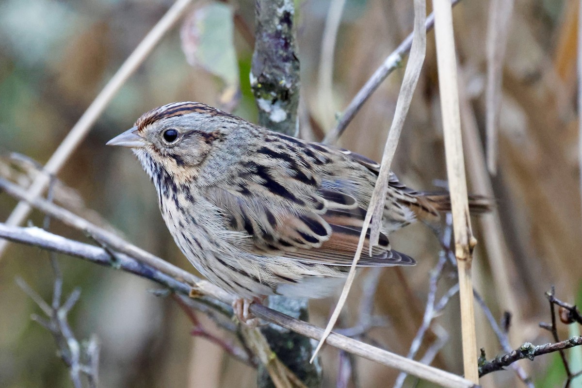 strnadec pruhohlavý - ML645925329