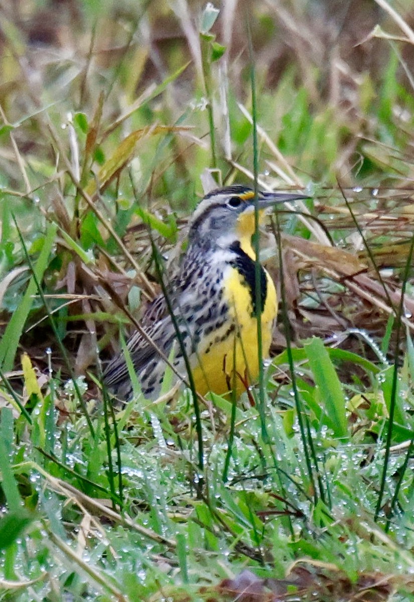 Western Meadowlark - ML645925330