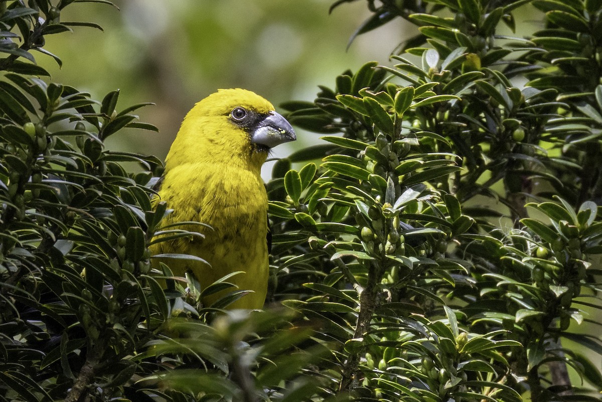 Black-thighed Grosbeak - ML645925335