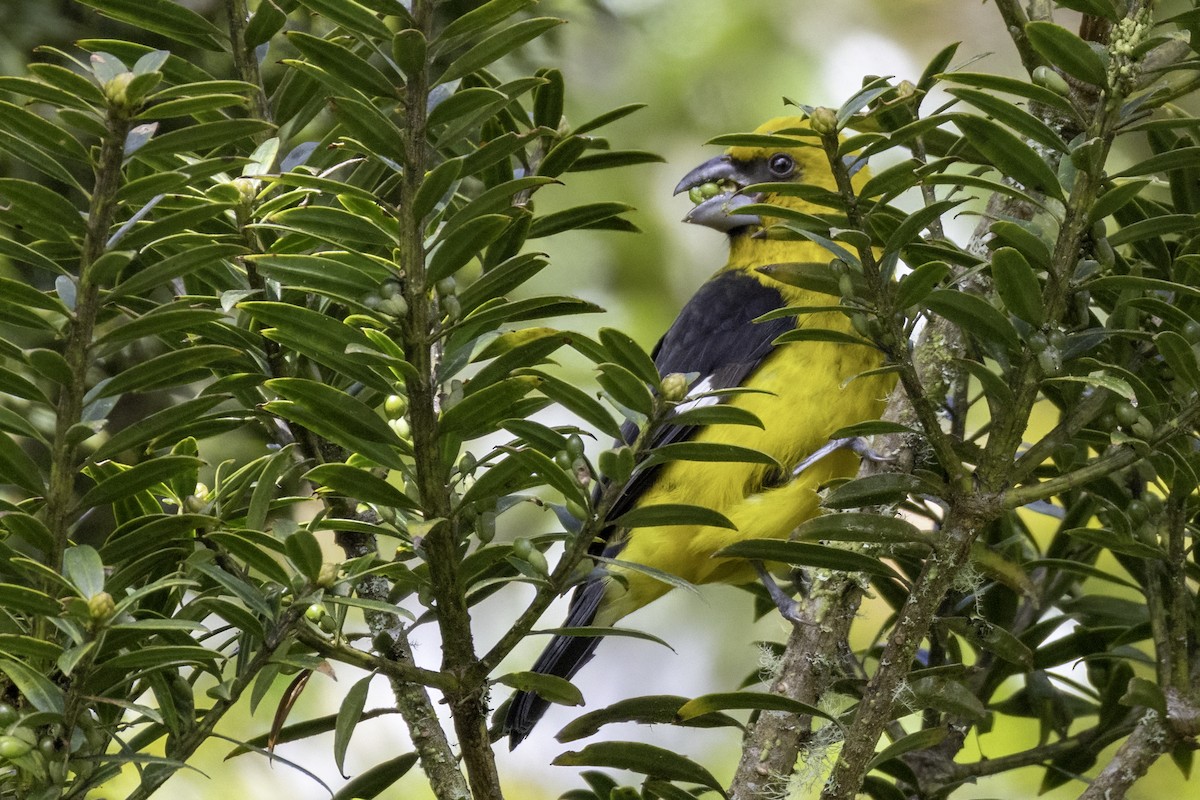 Black-thighed Grosbeak - ML645925336