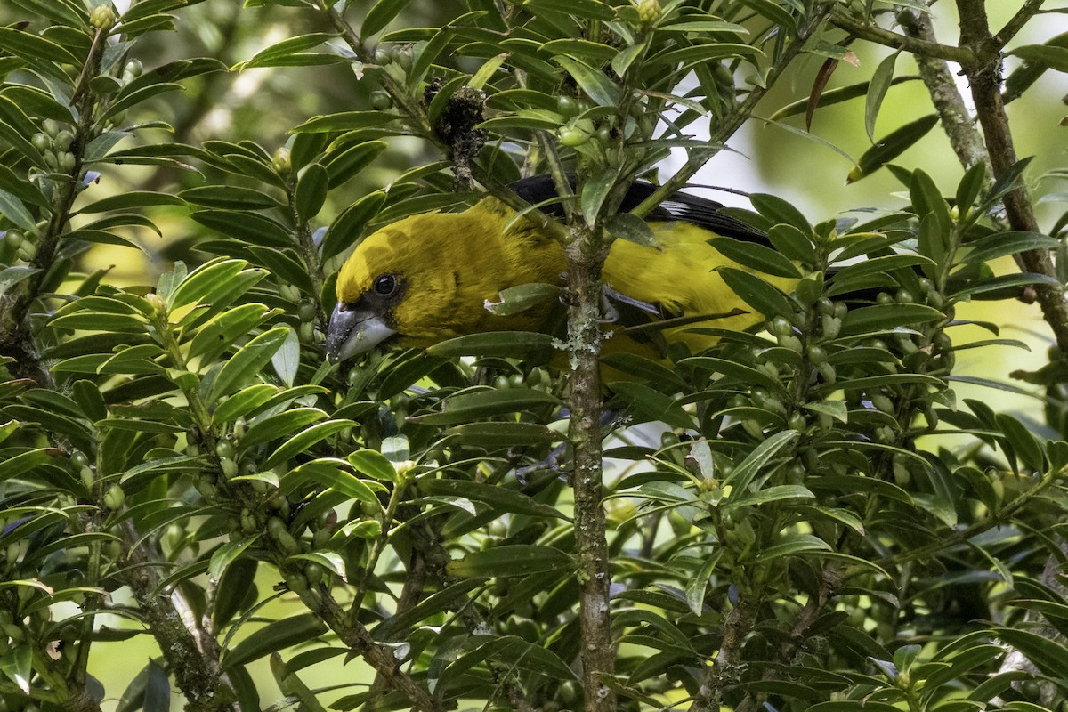 Black-thighed Grosbeak - ML645925337