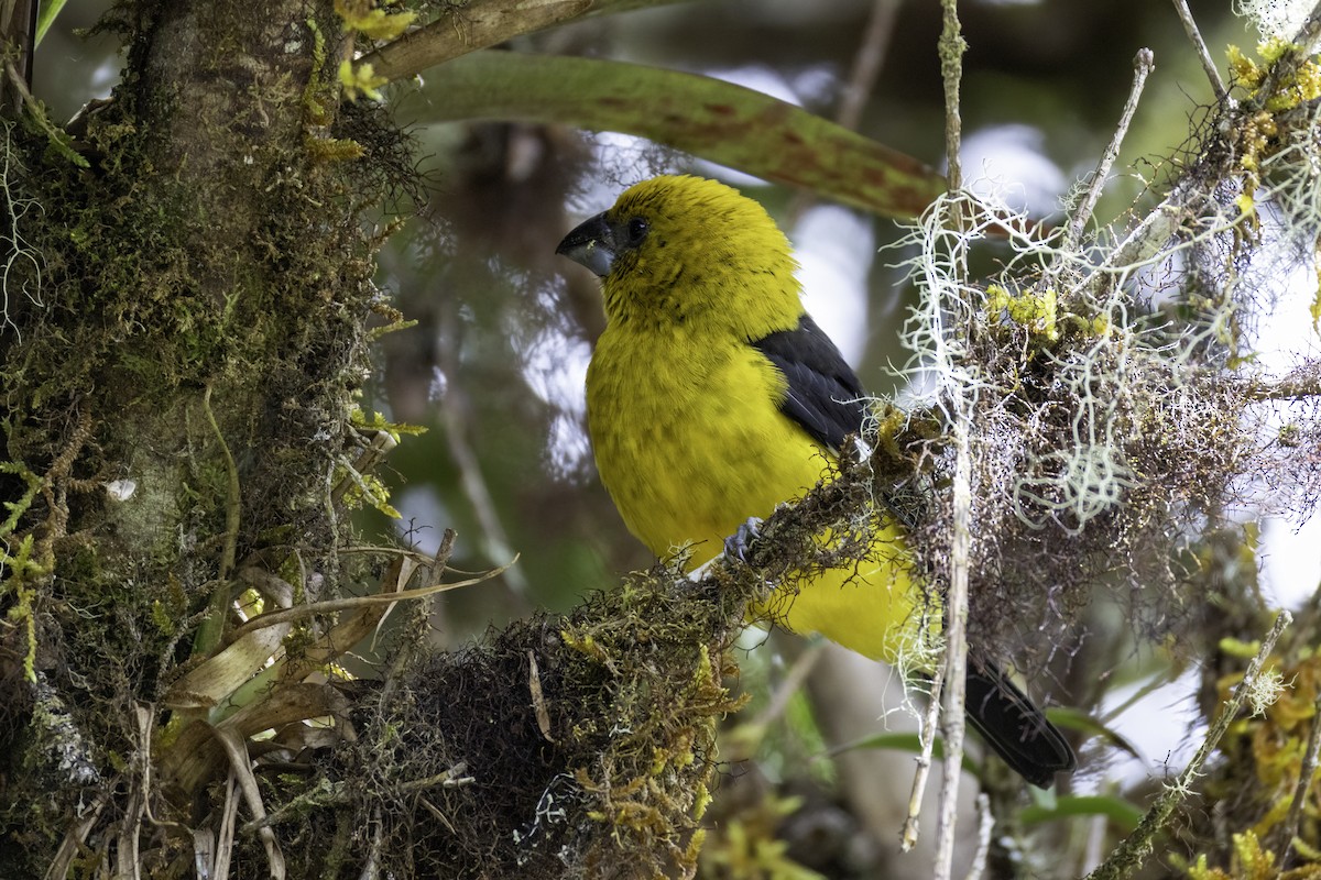 Black-thighed Grosbeak - ML645925339