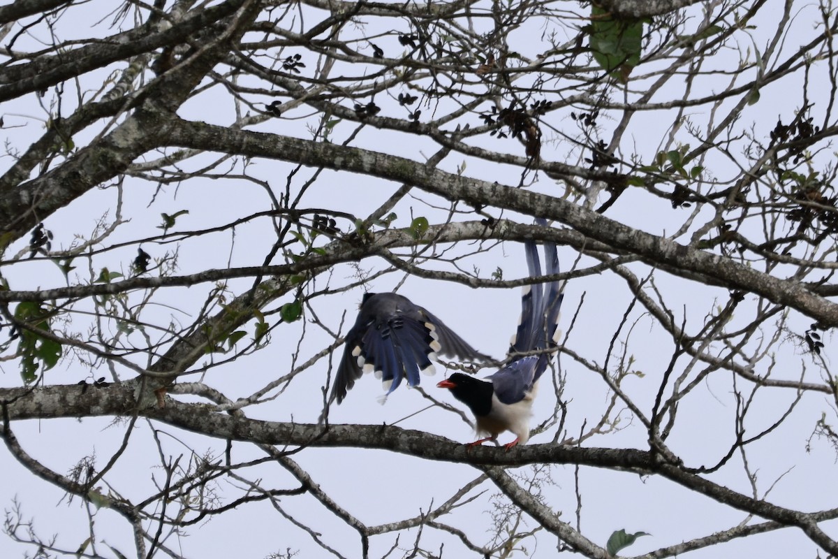 Rotschnabelkitta - ML645925340