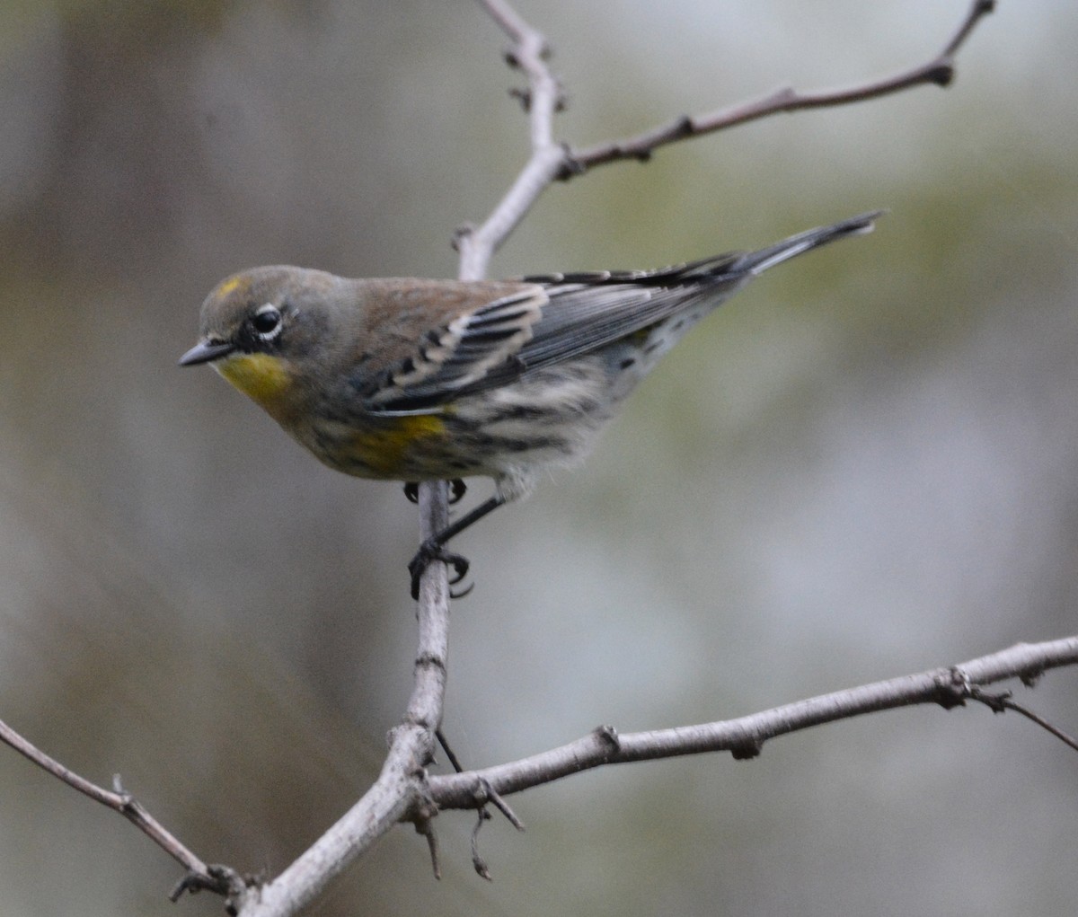 Yellow-rumped Warbler (Audubon's) - ML645925347