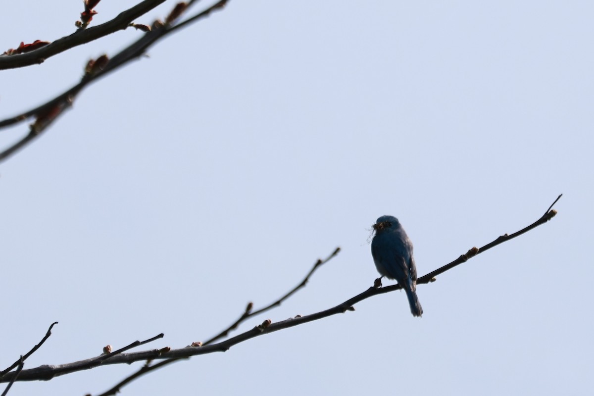 Hausrotschwanz - ML645925357