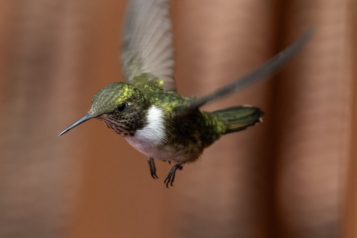 Volcano Hummingbird - ML645925362