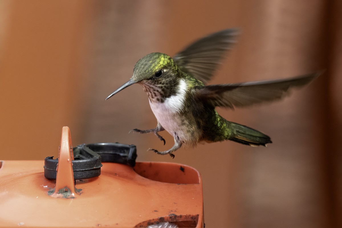 Volcano Hummingbird - ML645925363