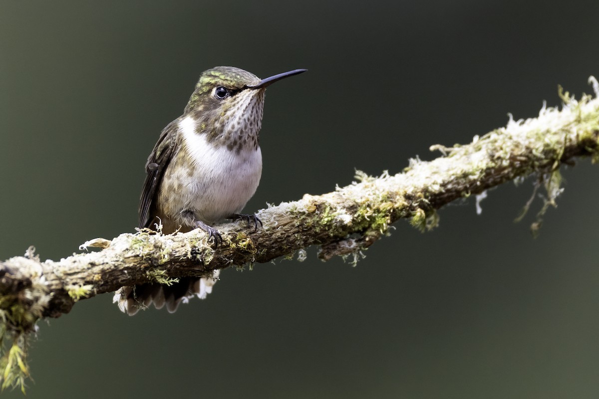 Volcano Hummingbird - ML645925364