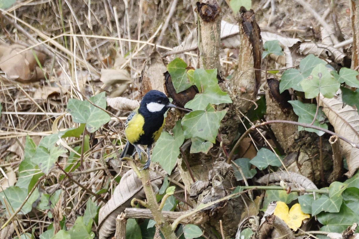 Зеленоспинная синица - ML645925365