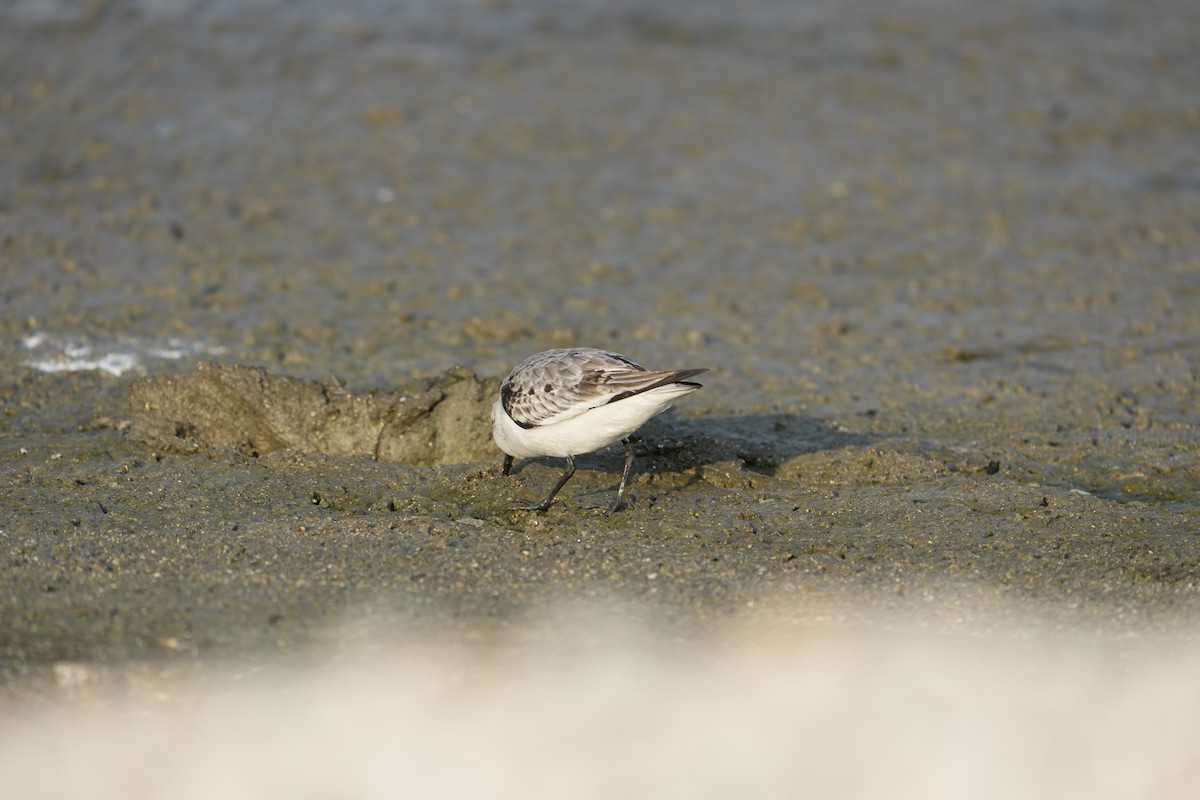 Sanderling - ML645925373