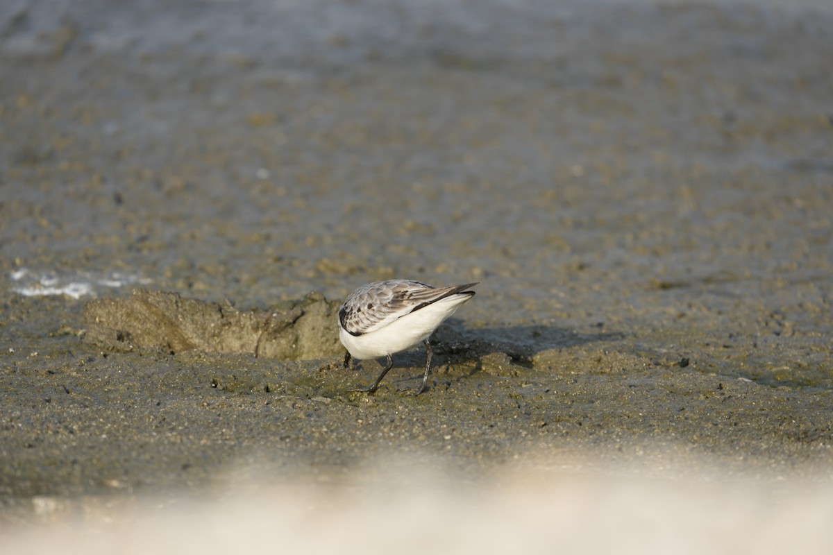 Sanderling - ML645925376