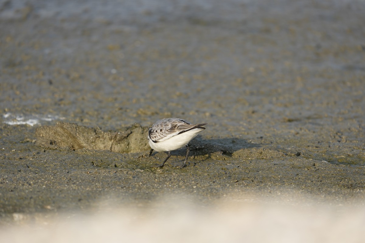 Sanderling - ML645925379