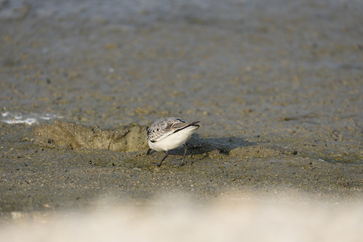 Sanderling - ML645925380