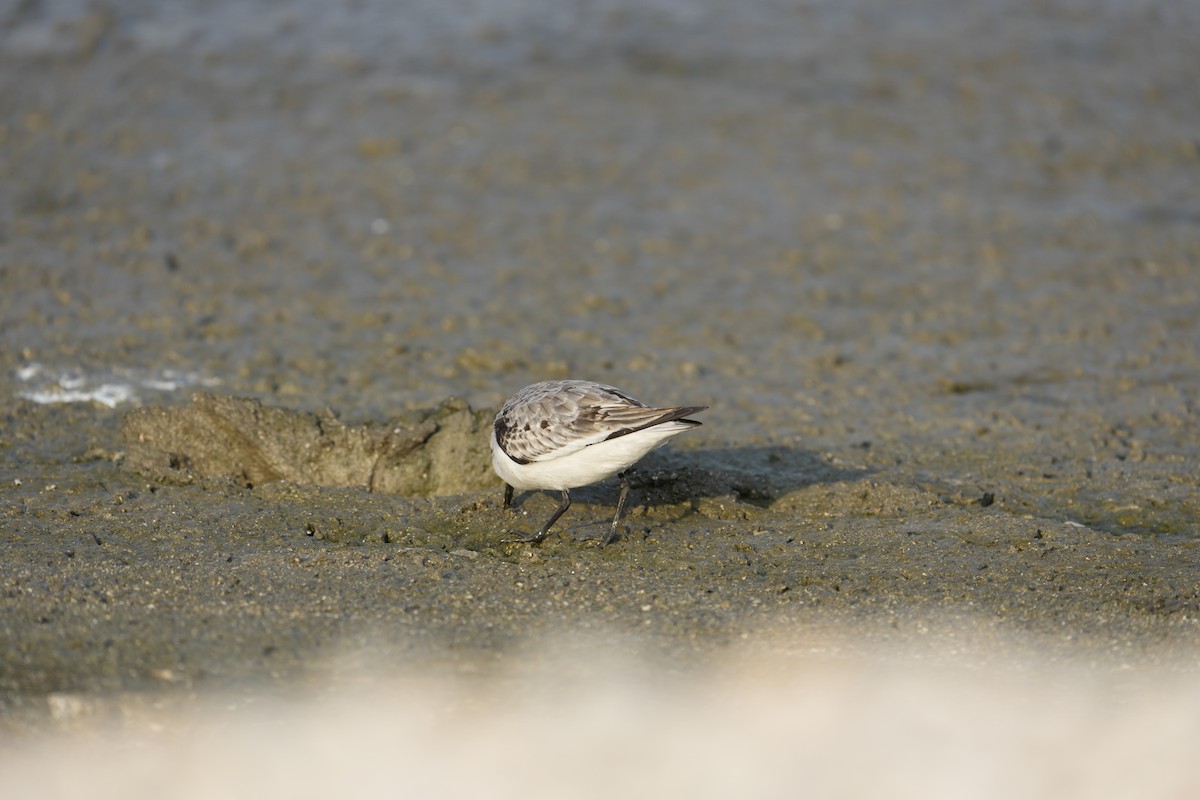Sanderling - ML645925381