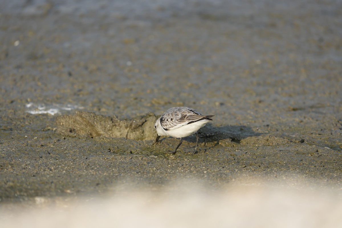 Sanderling - ML645925382
