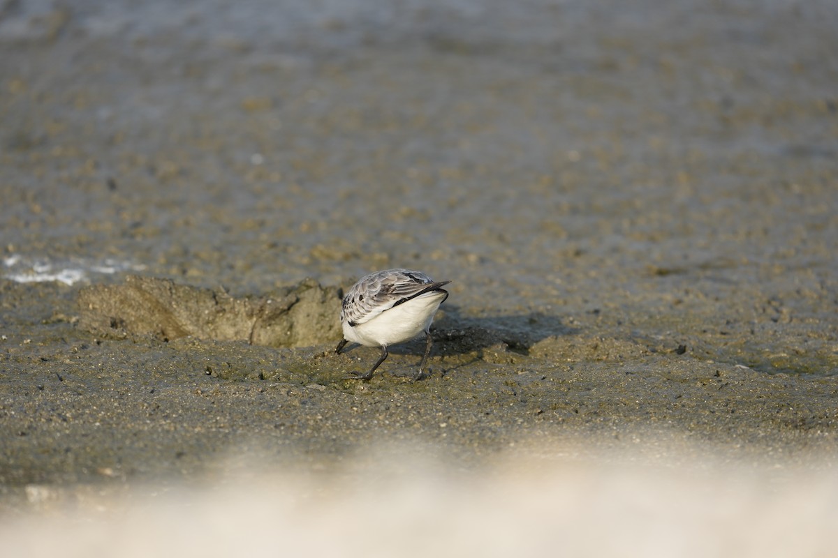 Sanderling - ML645925383