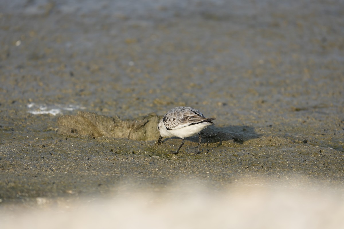 Sanderling - ML645925384