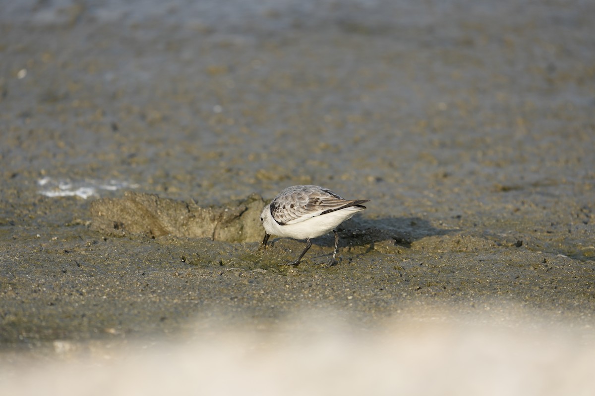 Sanderling - ML645925385
