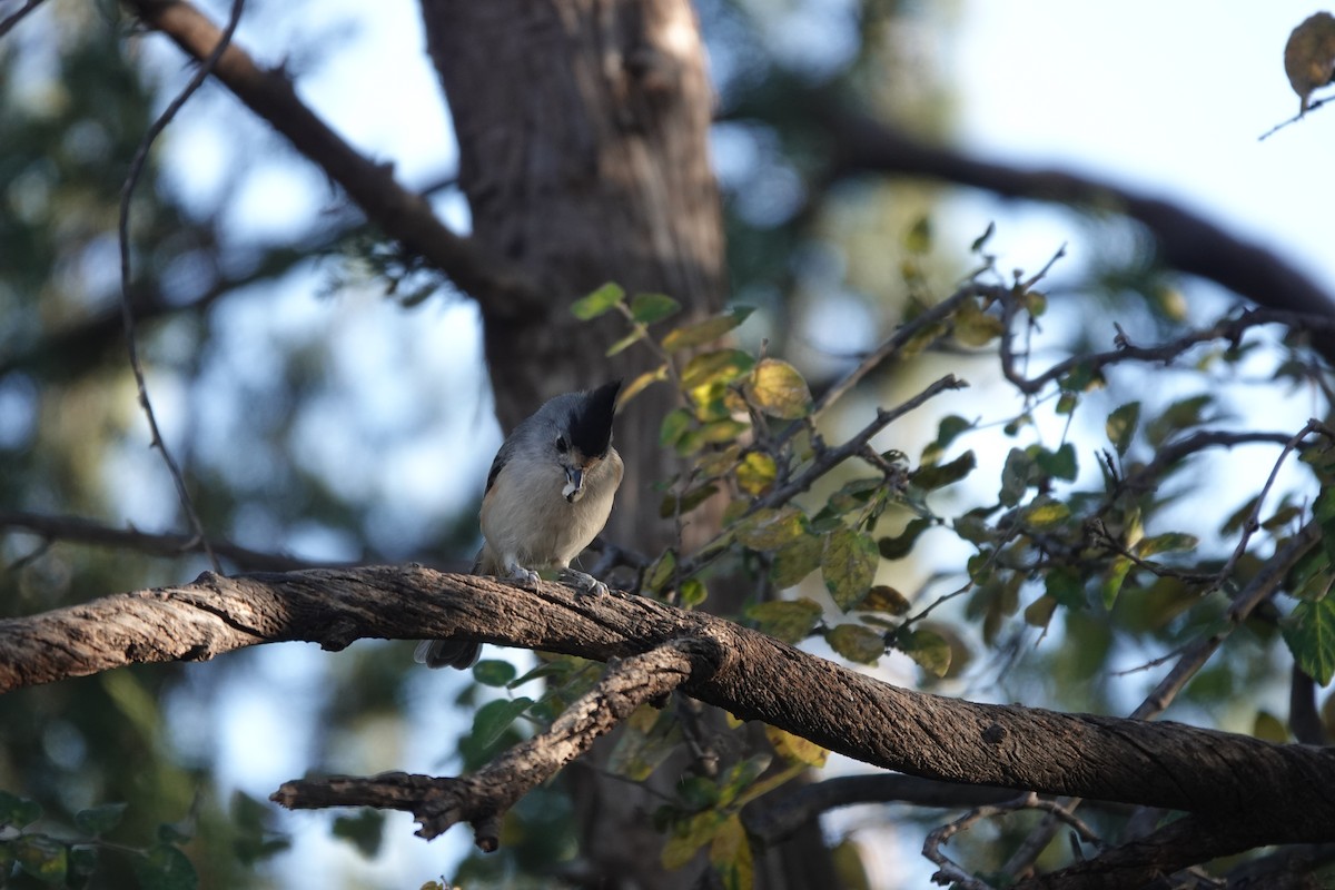 Schwarzhäubchenmeise - ML645925389