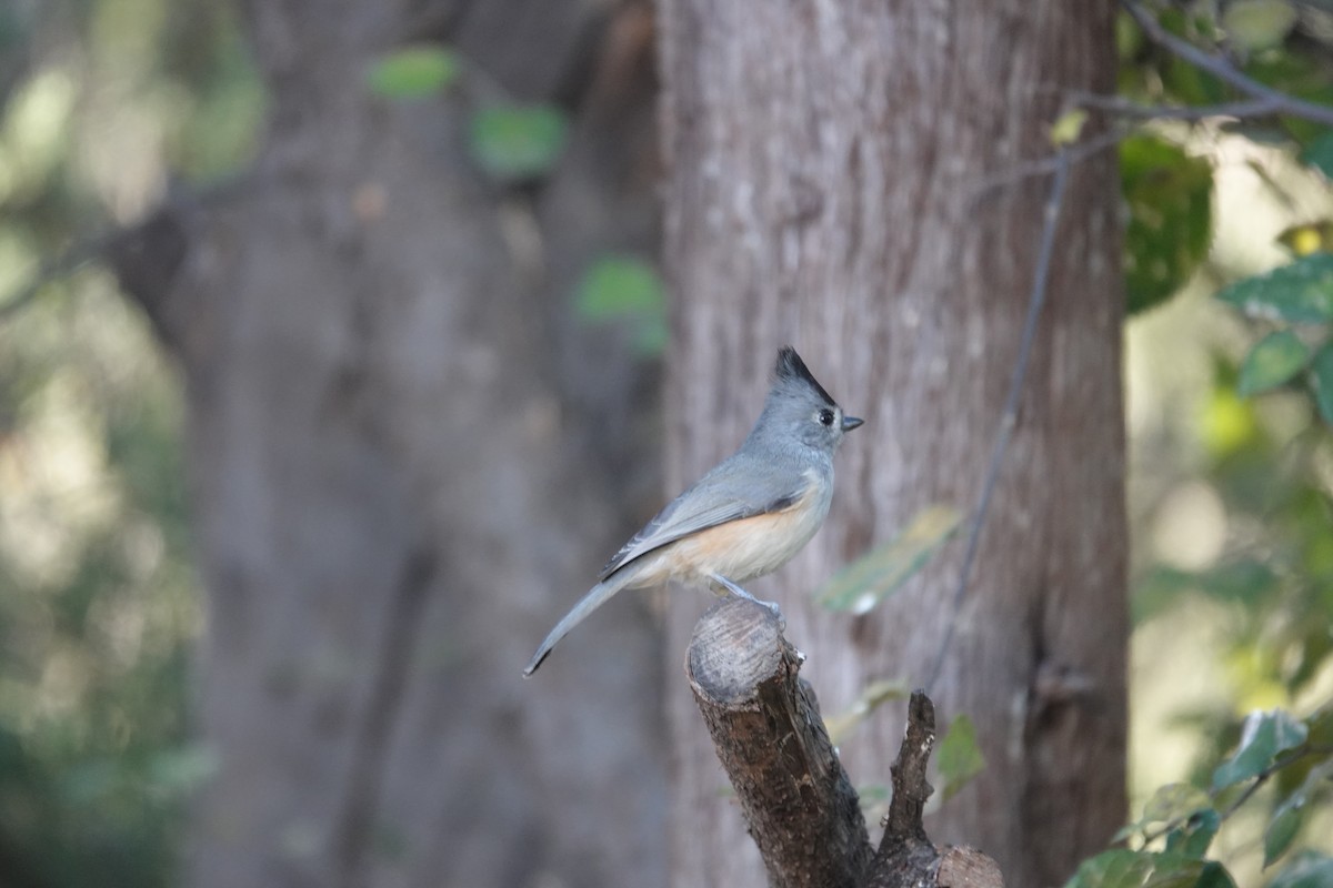 Schwarzhäubchenmeise - ML645925390