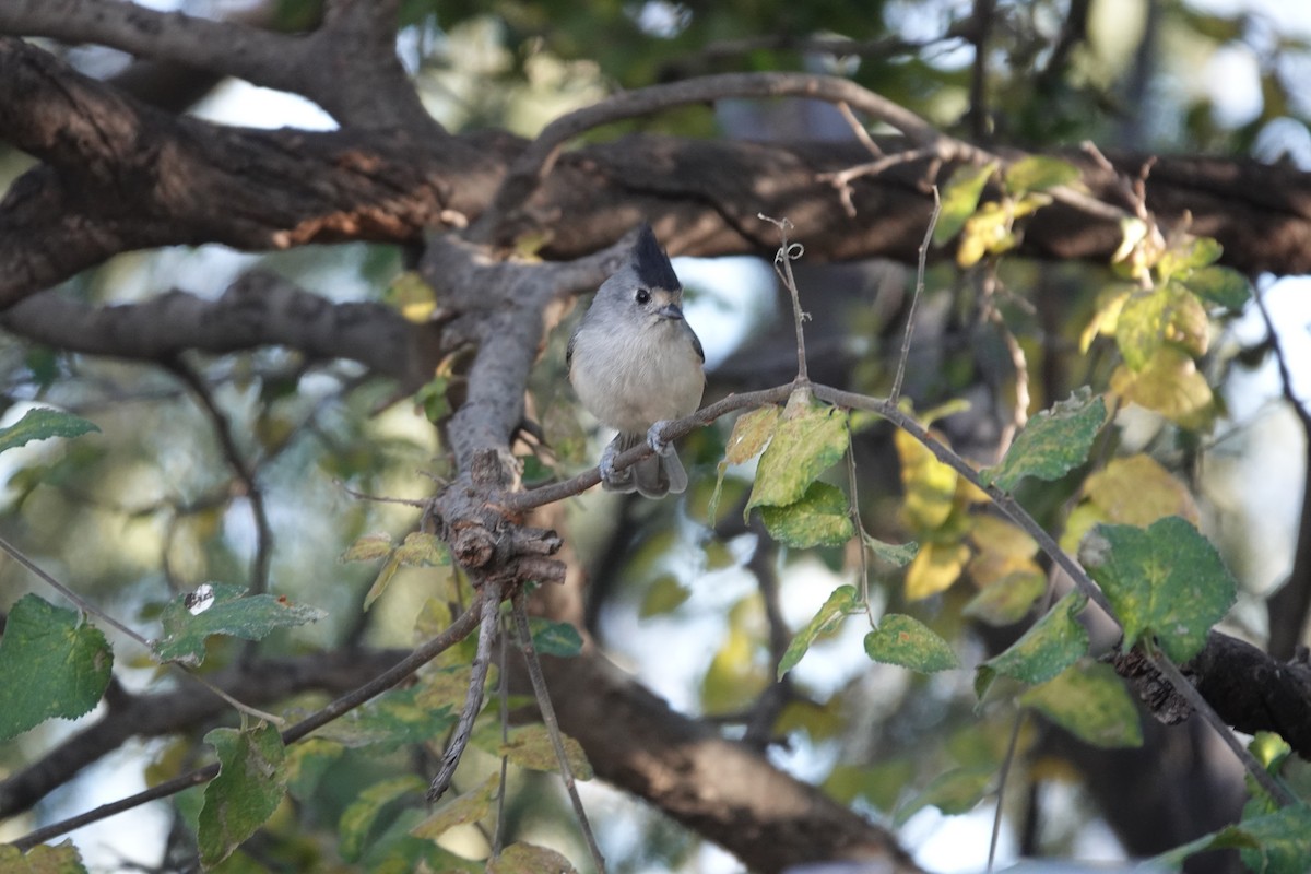 Schwarzhäubchenmeise - ML645925391