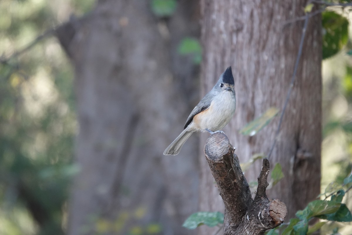 Schwarzhäubchenmeise - ML645925392