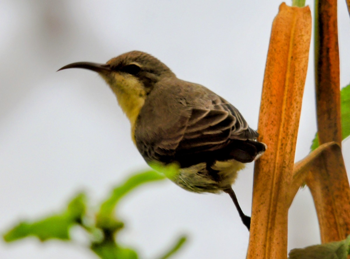 Purpurnektarvogel - ML645925393