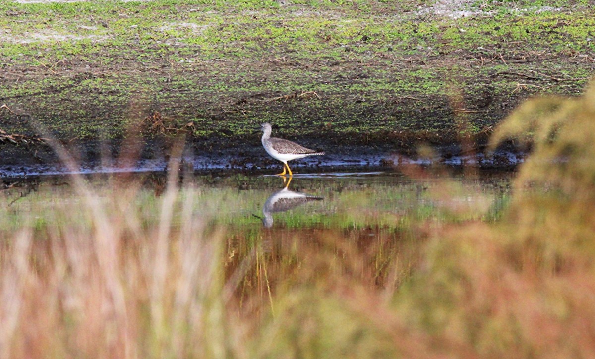 Tüpfelgelbschenkel - ML645925395