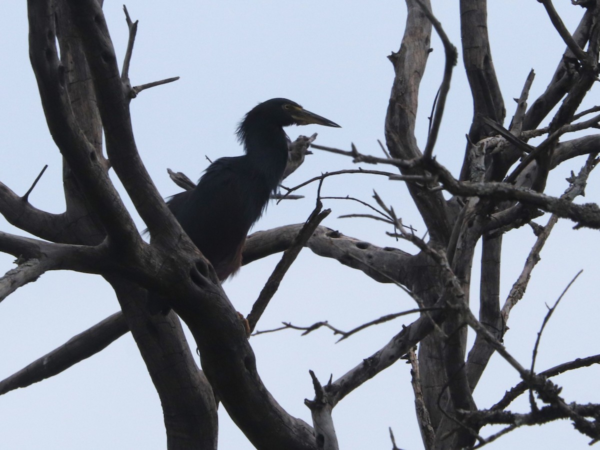 Rotbauchreiher - ML645925396