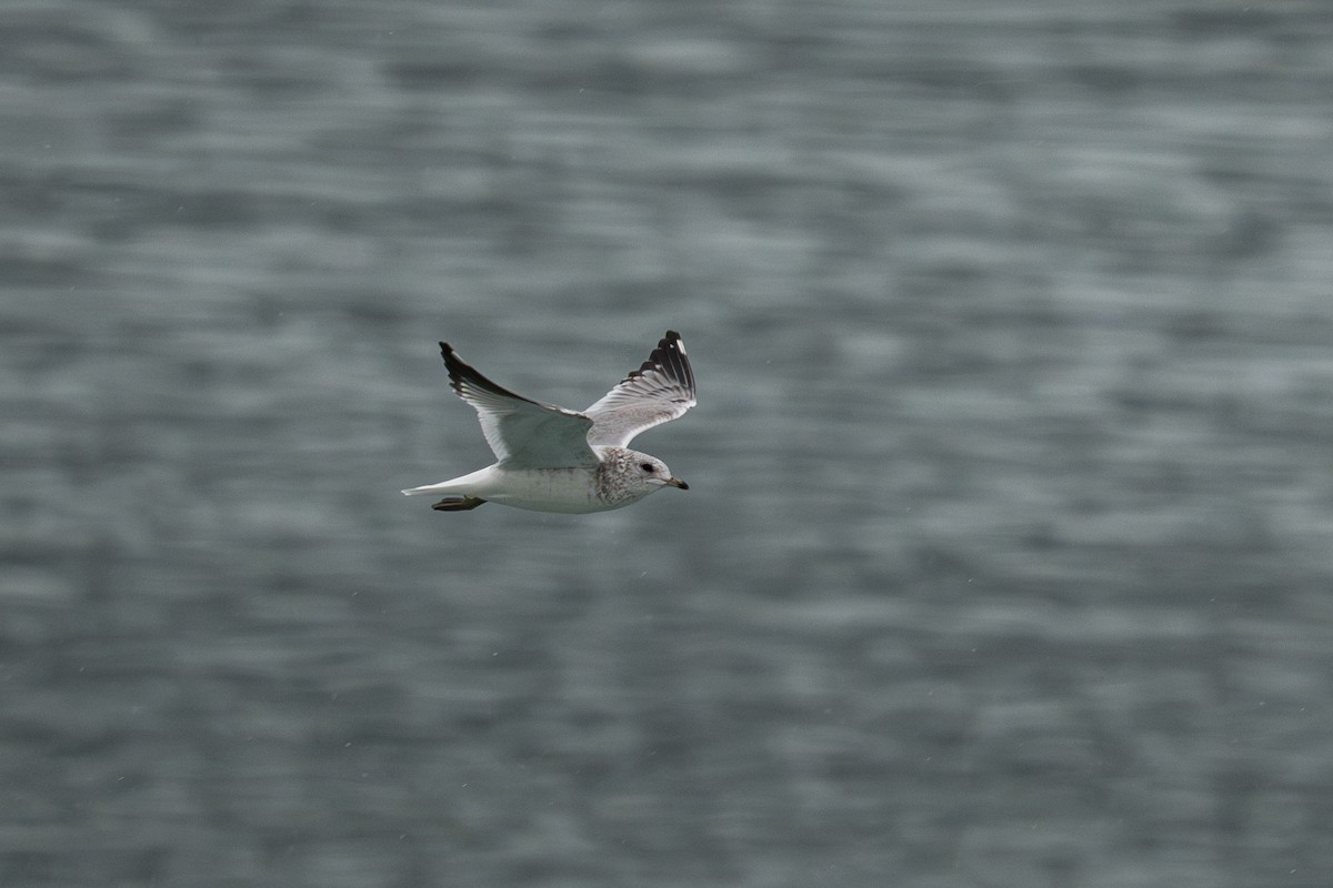 Kurzschnabel-Sturmmöwe - ML645925397