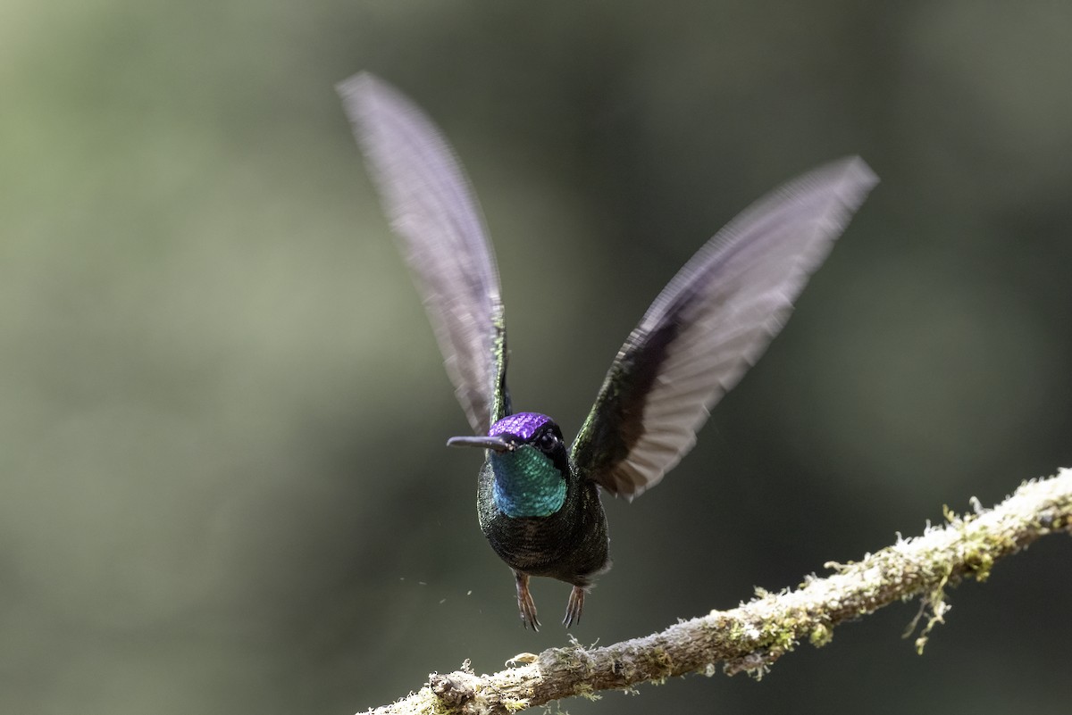 Glitzerbrillantkolibri - ML645925398