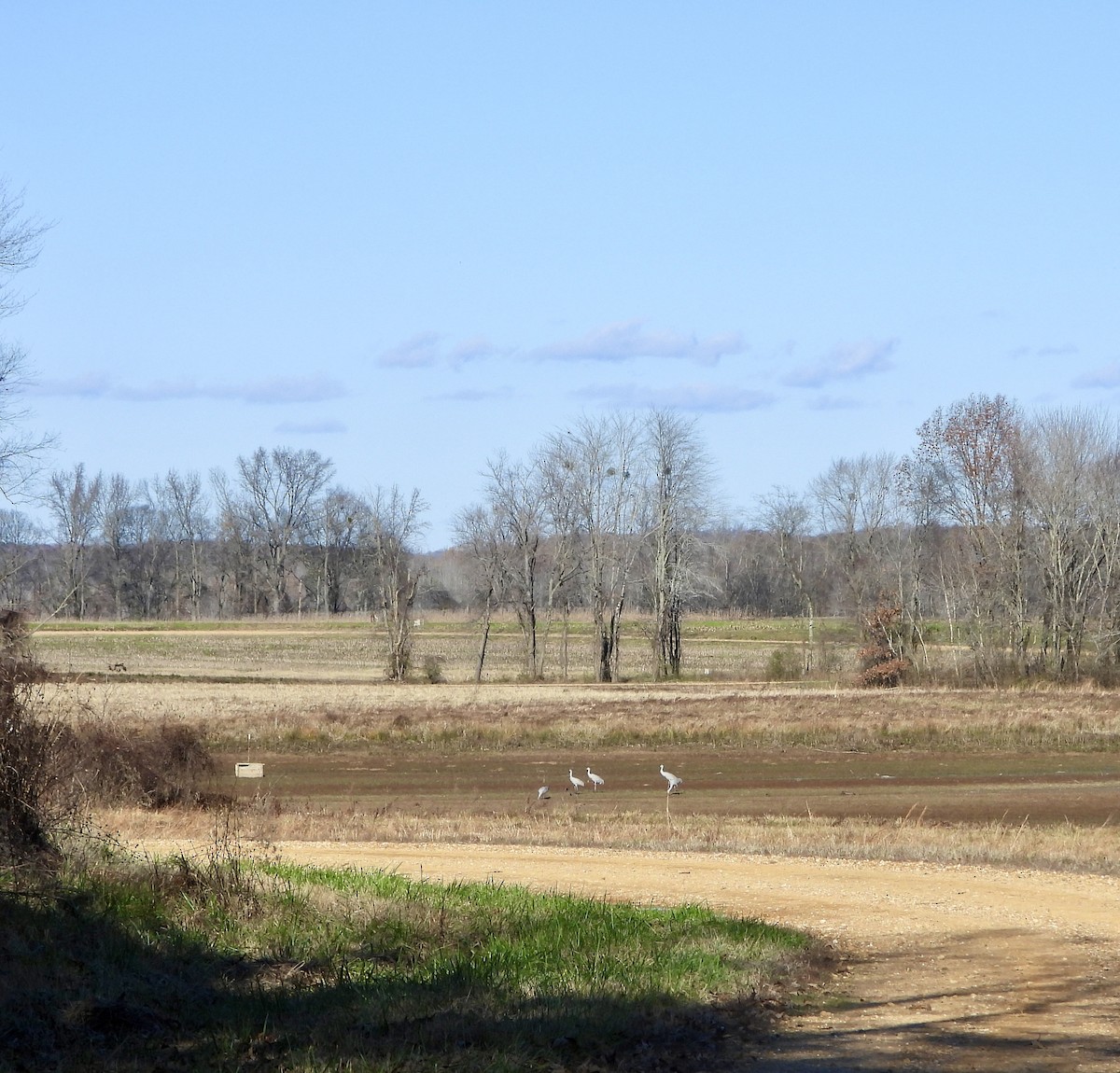 Kanadakranich - ML645925400