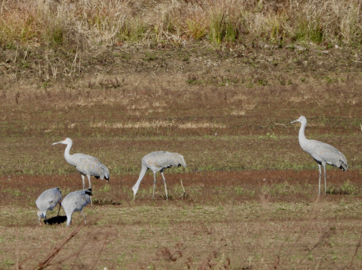 Grue du Canada - ML645925401