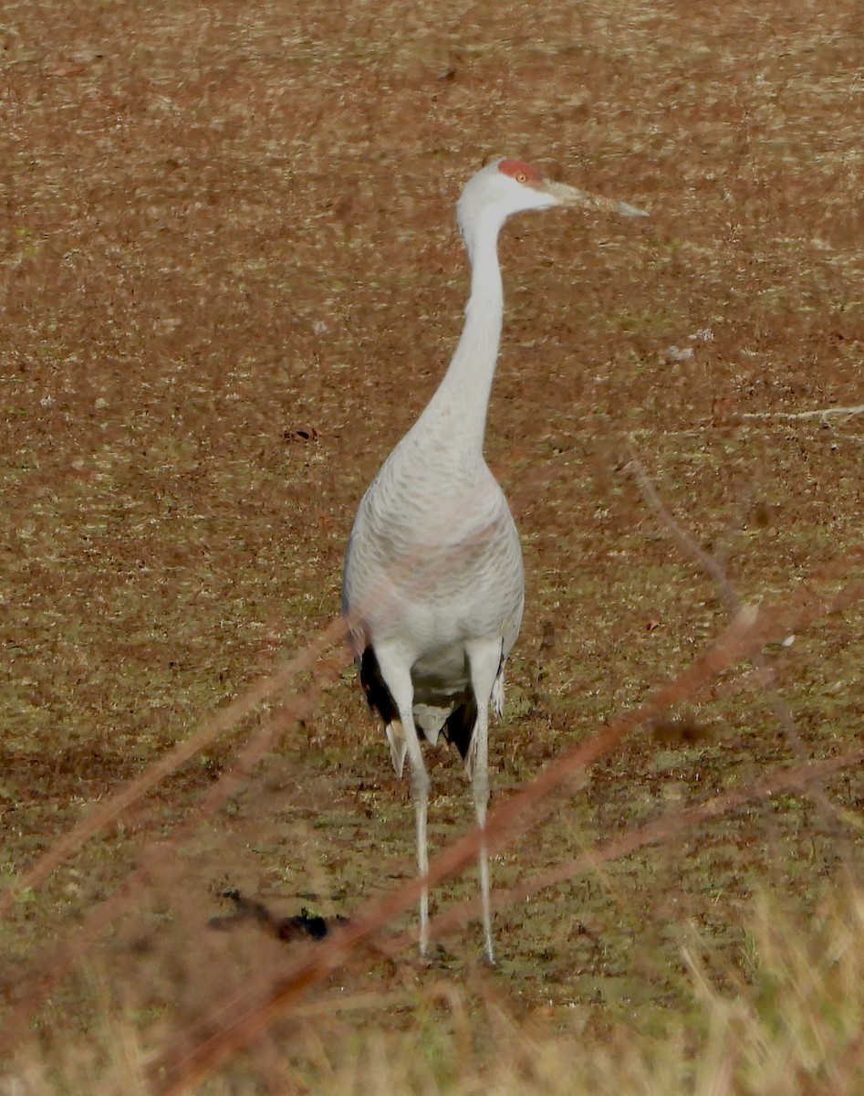 Kanadakranich - ML645925402