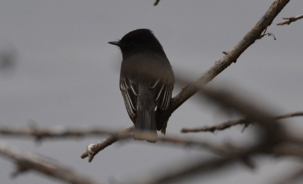 Schwarzkopf-Phoebetyrann - ML645925403