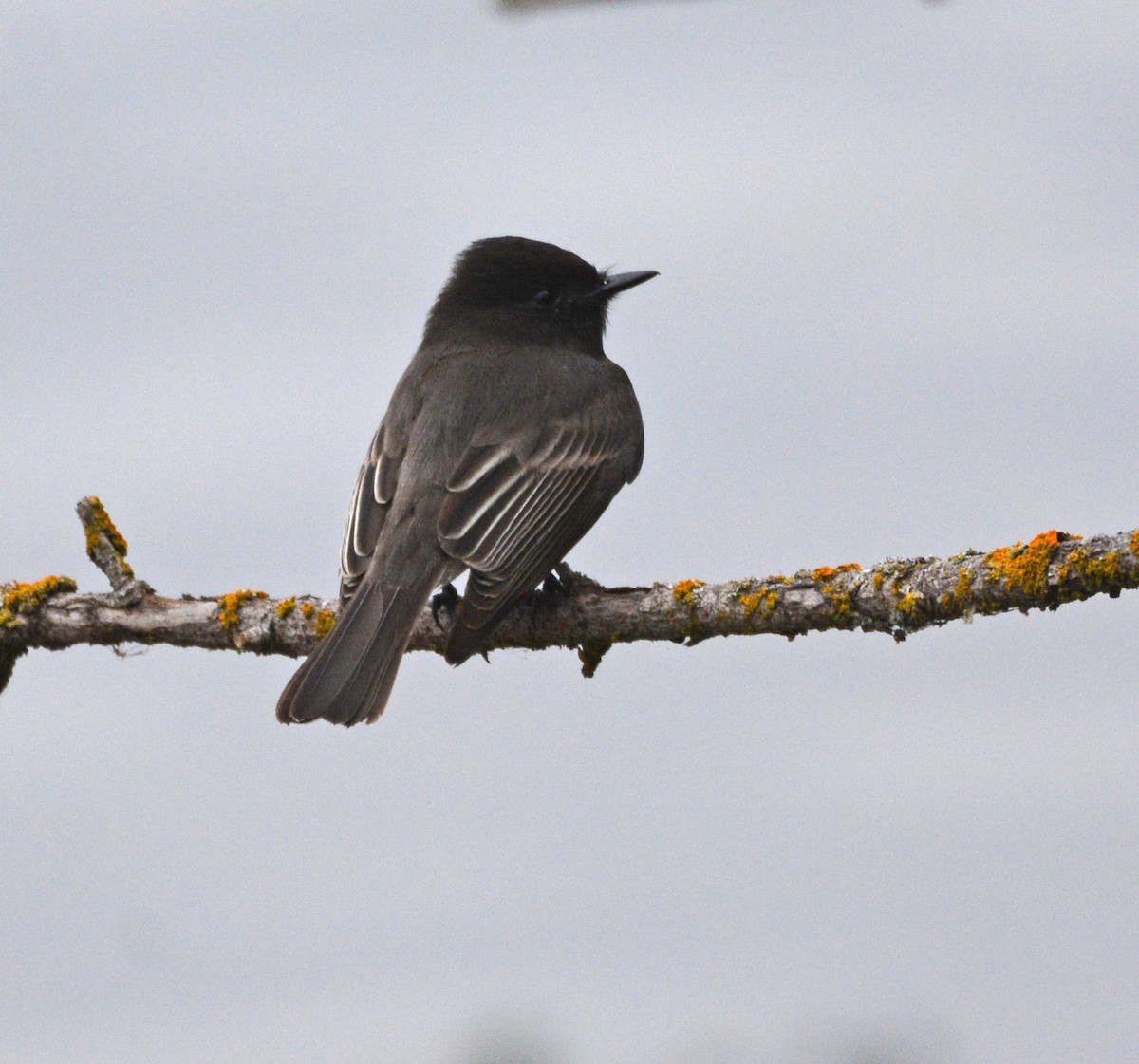 Schwarzkopf-Phoebetyrann - ML645925404