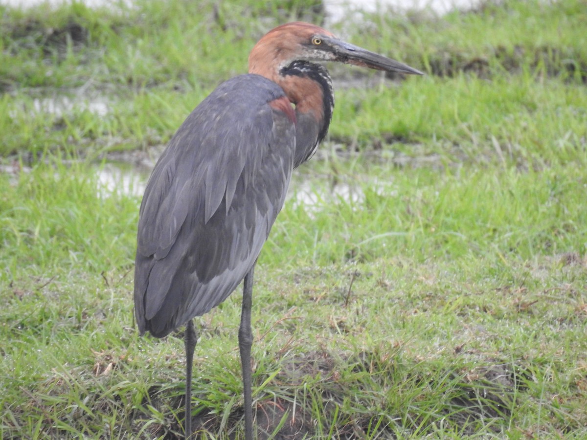 Goliathreiher - ML645925405