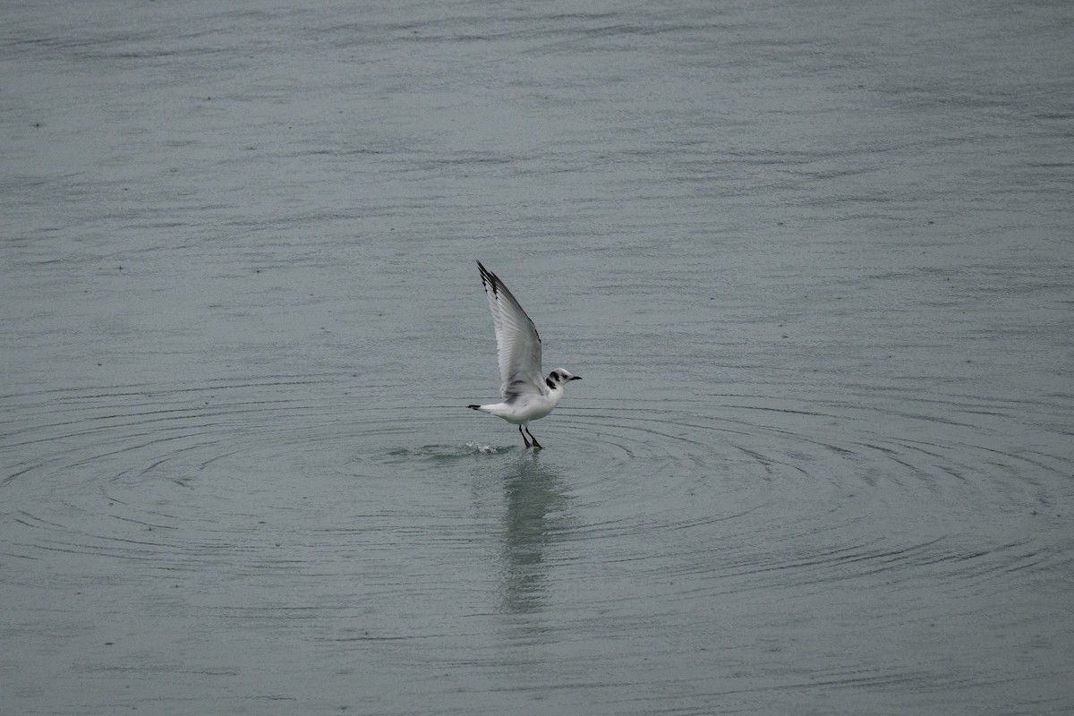 Black-legged Kittiwake - ML645925406