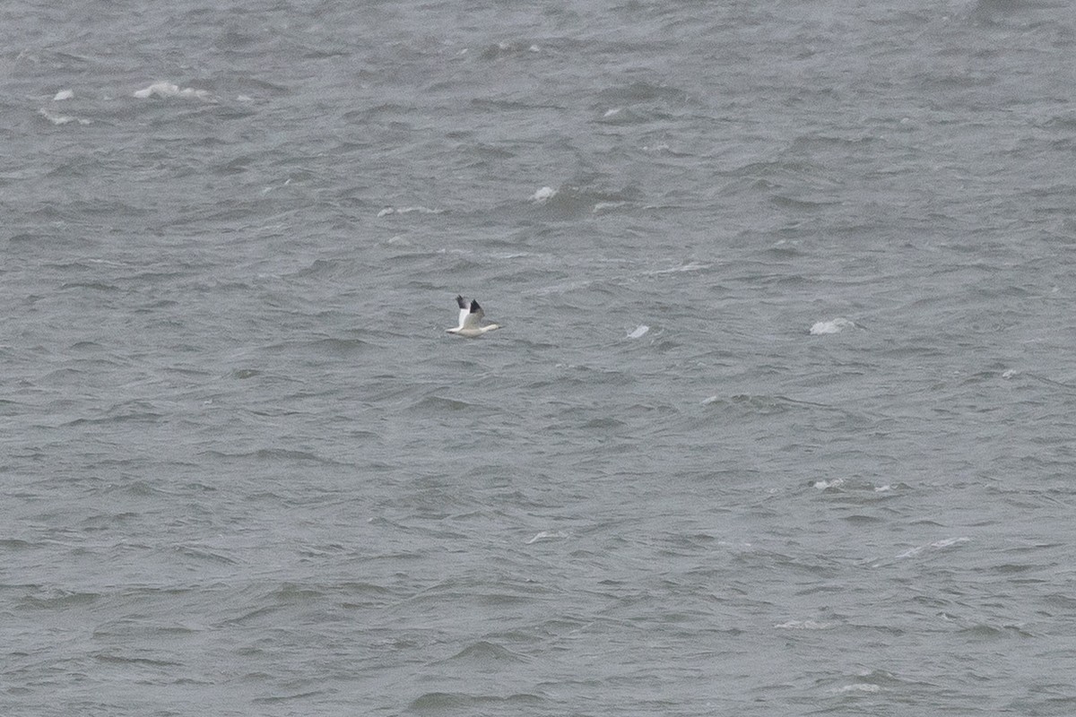 Schneegans - ML645925407