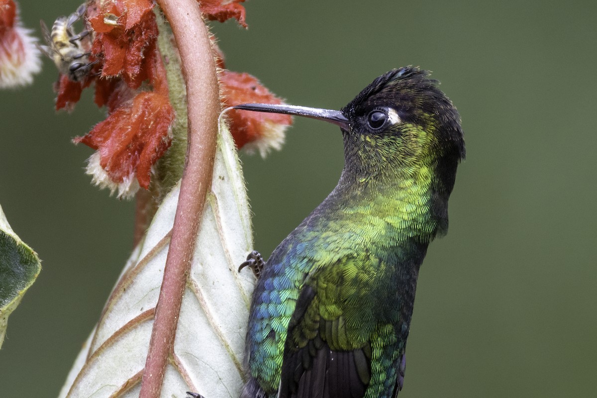 Feuerkehlkolibri - ML645925408