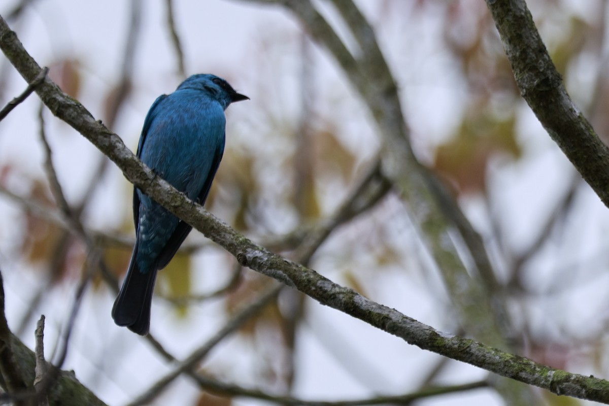 Небесная мухоловка - ML645925413