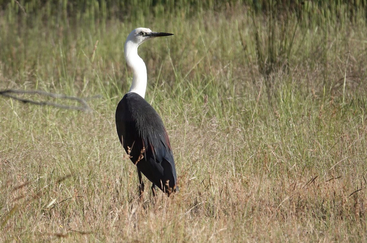 Pacific Heron - ML645925414