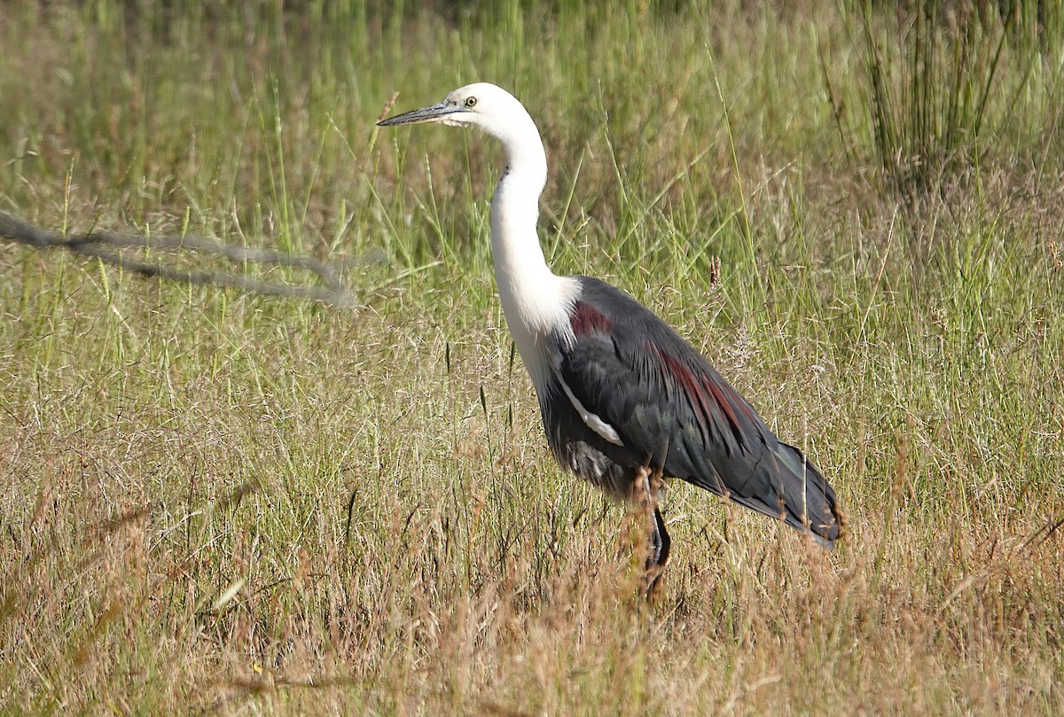 Pacific Heron - ML645925415