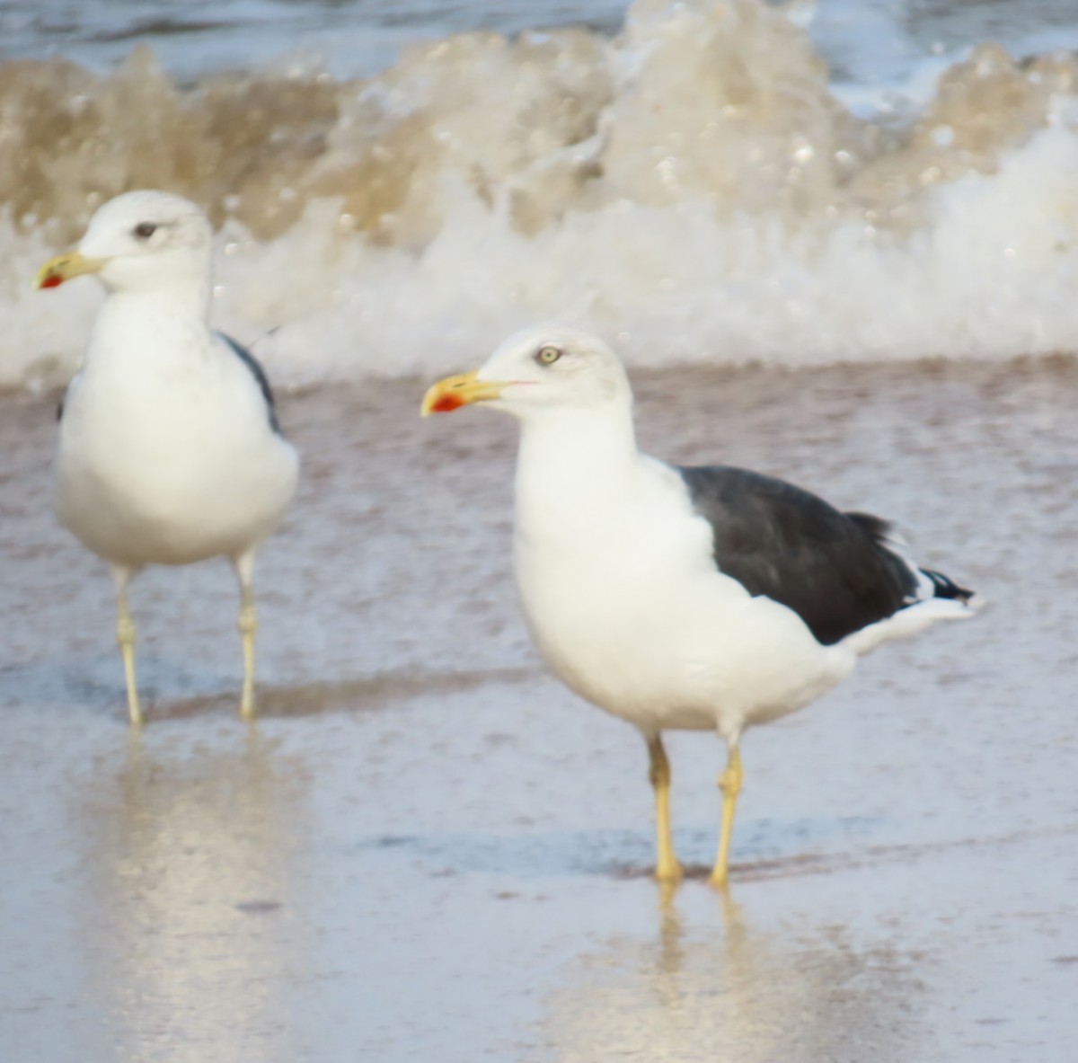 Клуша - ML645925417