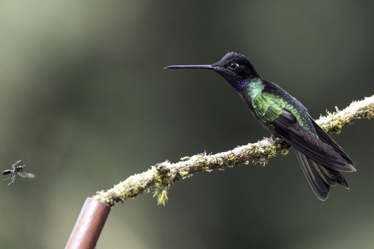 Костариканский колибри-герцог - ML645925419