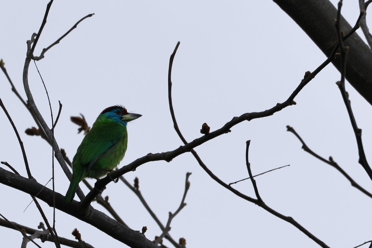 Голубощёкий бородастик - ML645925421