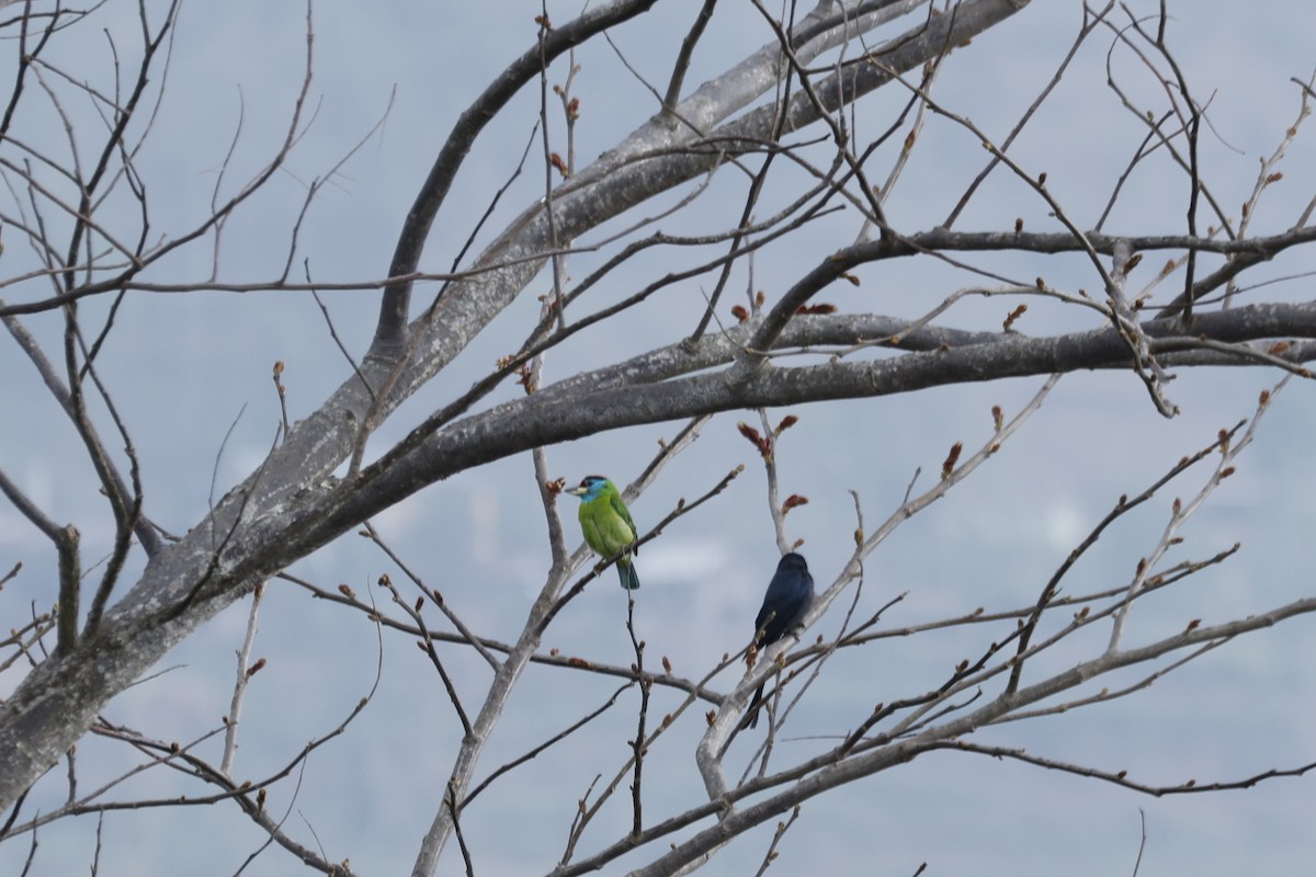 Голубощёкий бородастик - ML645925422