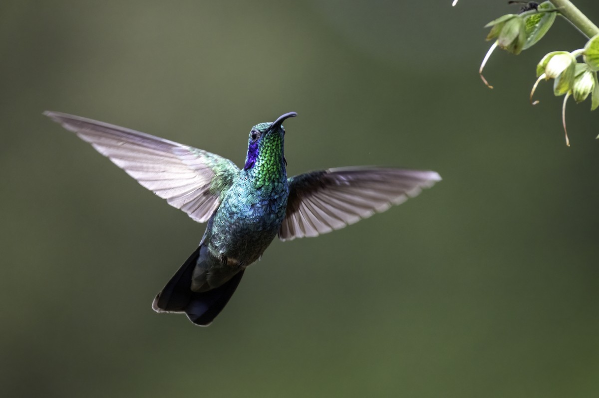 Зелоногрудый фиалкоух - ML645925424